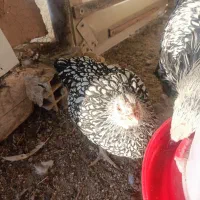 ویاندوت سیلور|حیوانات مزرعه|مشکین‌دشت, |دیوار