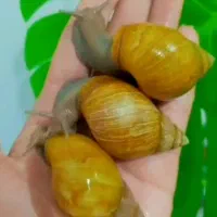 فروش حلزون