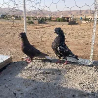 نرو ماده دم سفید