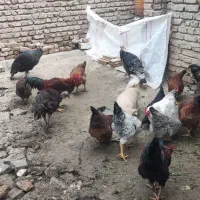 فروش مرغ وخروس بوقلمون