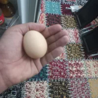 فریک مرغ جوان تازه تخم میزاره