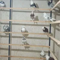 کفتر پرشی|پرنده|هشتگرد, فاز ۱ مهستان|دیوار