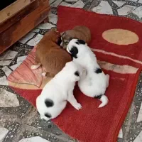واگذاری طوله سگ