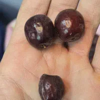 عناب|خوردنی و آشامیدنی|فولادشهر, مسکن مهر فولادشهر|دیوار