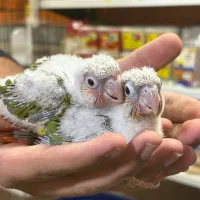 جوجه های سرلاکی گرینچیک