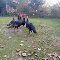 بوقلمون محلی|حیوانات مزرعه|سنگر, |دیوار