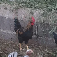 خروس|پرنده|ساوه, |دیوار