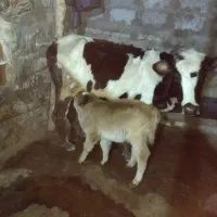 گاومحلی|حیوانات مزرعه|جوانرود, |دیوار