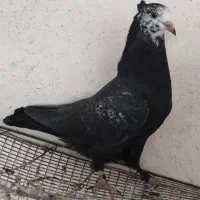 کبوتر جوجه