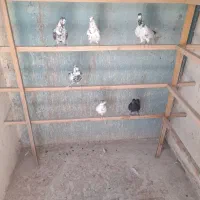 کفتر پرشی به شرط