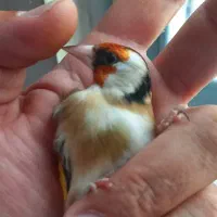 سهر ه چهار گل خط جوجه ۱ساله