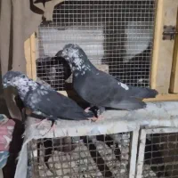 کفتر ،کبوتر، سوسکی ،سیاه