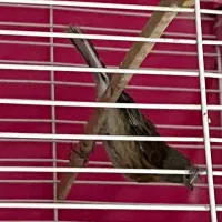 قناری سهره سینه سرخ