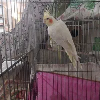 عروس هلندی ماده|پرنده|پاکدشت, پاکدشت (مامازند)|دیوار