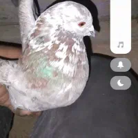 کبوتر کفتر رنگی المانی