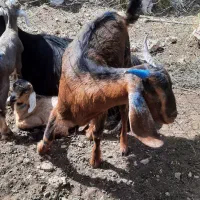 پنج راس بز وکهره گمشده