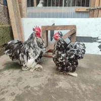 مرغ و خروس کوشین.