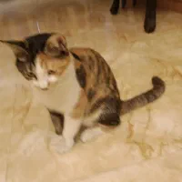 دو تا گربه ماده عقیم