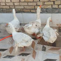 غاز|پرنده|کارون, |دیوار