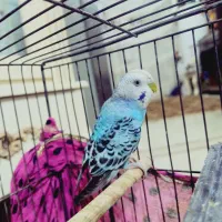 مرغ عشق نر جون|پرنده|بومهن, |دیوار