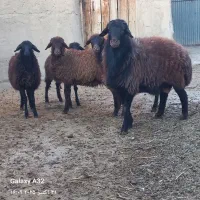 بره نر و ماده پروار۲۰تا60کیلو