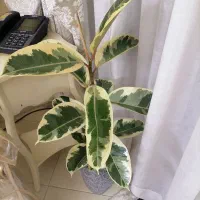 گل طبیعی فیکوس ابلق