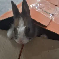 خرگوش مینیاتوری نر به همراه یک قفس|موش و خرگوش|کرمانشاه, |دیوار