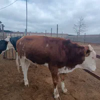 گوساله وگاو