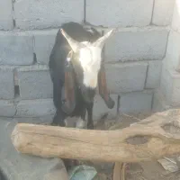 دو عدد نری|حیوانات مزرعه|ریگان, |دیوار