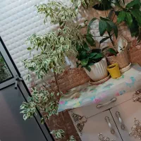 گل اپارتمانی