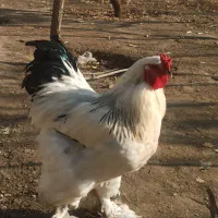 برهما لایت و مرندی|حیوانات مزرعه|مشهد, ویلاشهر|دیوار