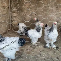 برهما لایت اصیل