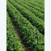 فروش گشنیز شوید ریحان