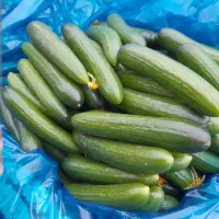 فروش خیار تازه