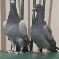 سه تا پرنده فروشی کفتر کبوتر سبز|پرنده|خواف, |دیوار