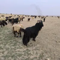چپش نر بز|حیوانات مزرعه|بهبهان, |دیوار