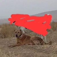 واگذاری سگ گله