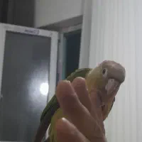 فروش گرینچیک وکوتوله برزیلی (معاوضه هم میشود)