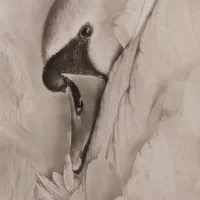 همکاری با آموزشگاهها به عنوان مربی طراحی و نقاشی|خدمات آموزشی|تبریز, |دیوار