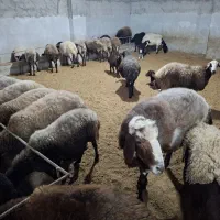 فروش گوسفند وره مار ابستن سنگین همراه نر