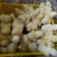 جوجه گوشتی 4روزه