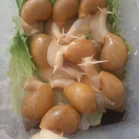 حلزون پرورشی و مولد  جهت حلزون تراپی