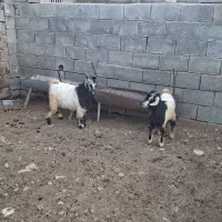 کهره فروشی چاق