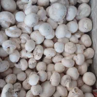 قارچ دکمه ای درجه یک