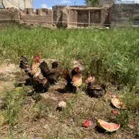 مرغ و خروس سیبرایت
