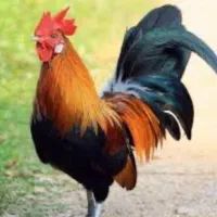 خروس محلی|حیوانات مزرعه|رودهن, |دیوار