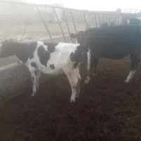 گوساله ماده گاو شیری