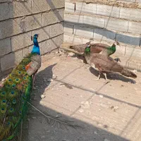 فروش ست طاووس هندی مولد