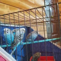 پنج عدد مرغ عشق .همراه با قفس