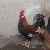 مرغ و خروس